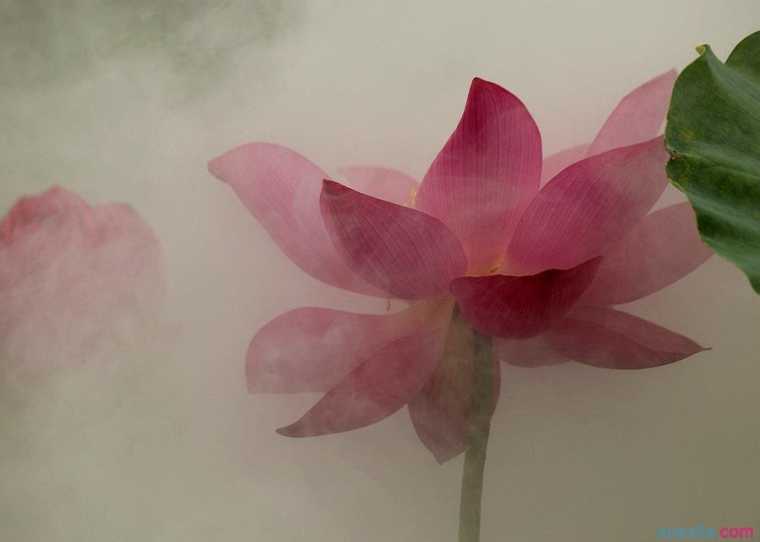 雾里看花的意思是什么