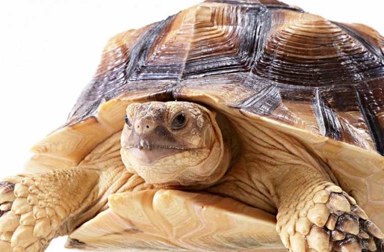 为什么乌龟寿命那么长
